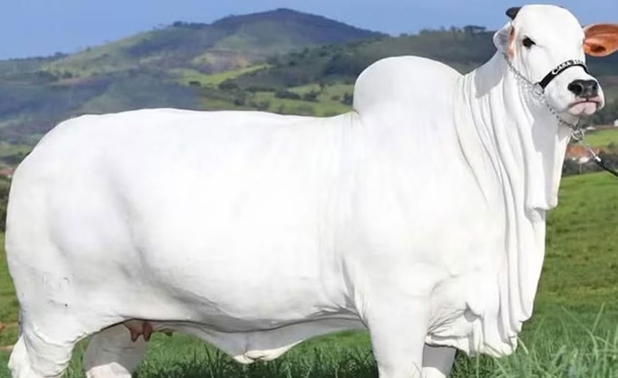 এক গরুর দাম ৫৬ কোটি টাকা!
