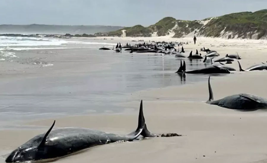 তাসমানিয়ায় সৈকতে আটকে ৬৭ তিমির মৃত্যু