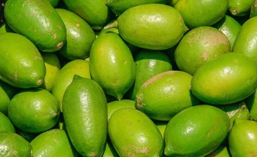 রোজার আগেই লেবুর হালি ১০০ টাকা!