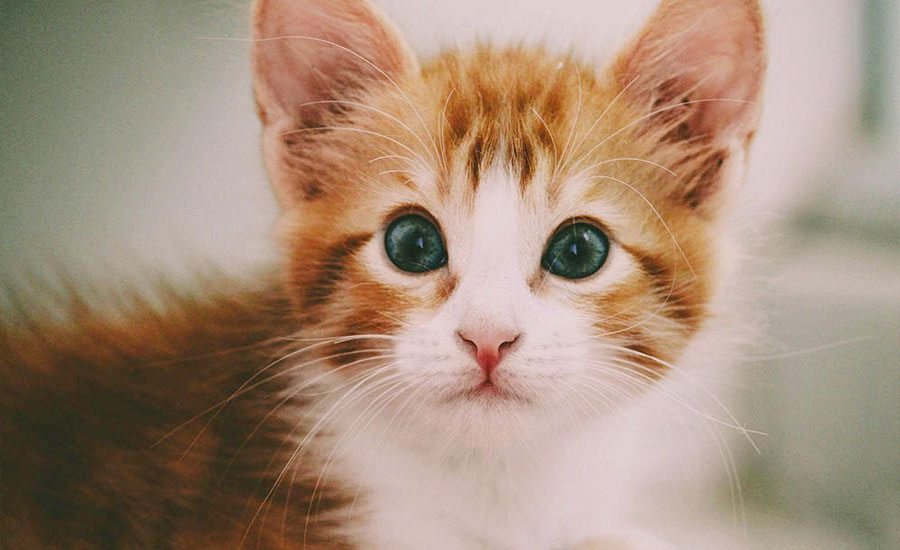 পোষ্য বিড়ালের মৃত্যুতে নারীর কাণ্ড!