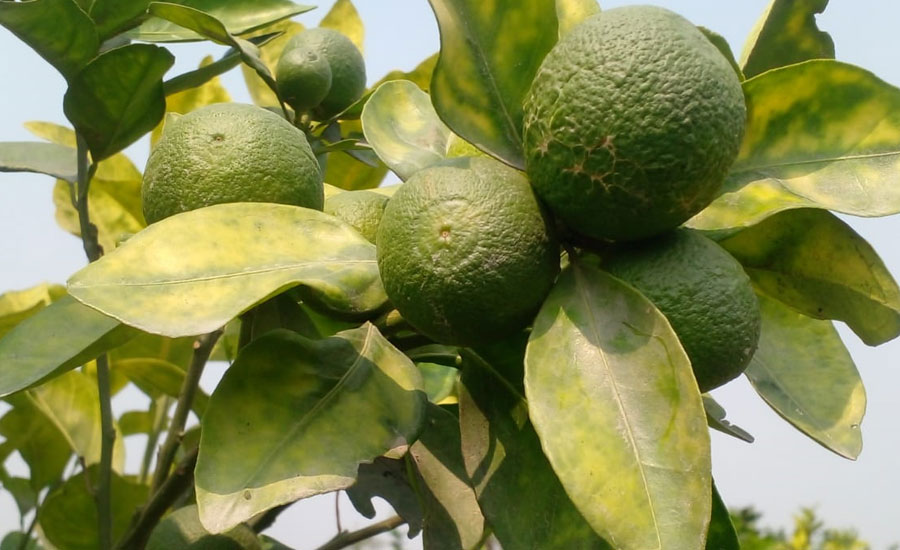 তেঁতুলিয়ায় মাল্টা চাষী হচ্ছে সফল চায়ের সাথে সাথী ফসল