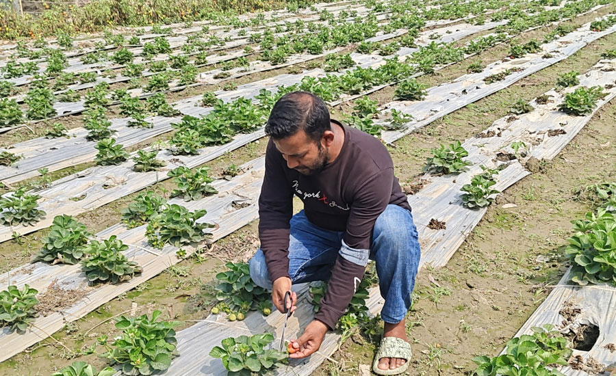 বাগেরহাটে প্রথমবার স্ট্রবেরি চাষে ভাগ্যবদলের স্বপ্ন সাব্বিরের