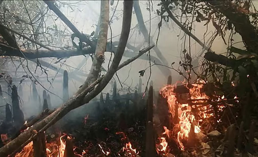 সুন্দরবনে ২৩ বছরে ২৭ বার আগুন, কীভাবে লাগে, তদন্ত প্রতিবেদন কী বলে