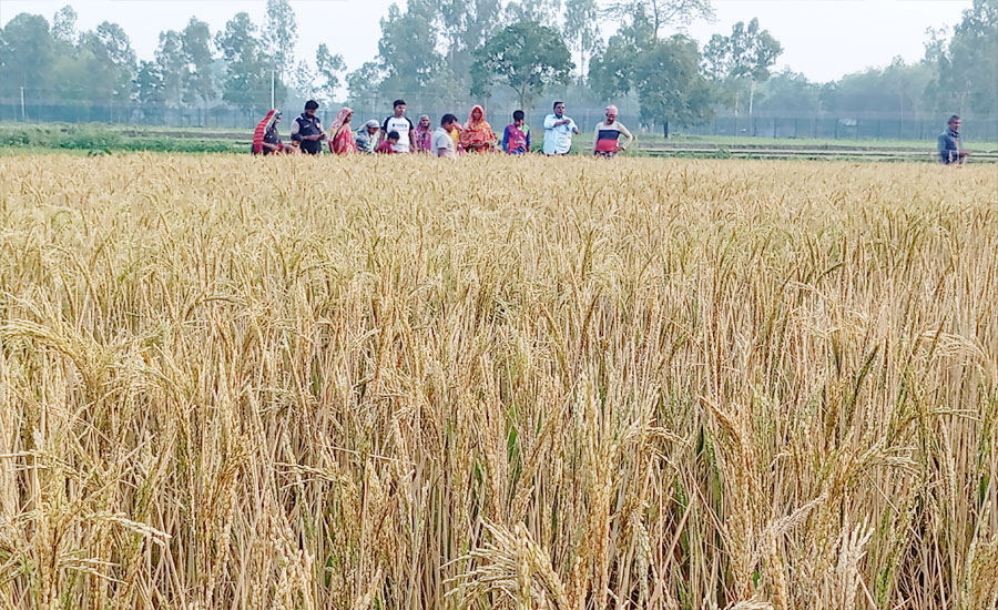 ভূরুঙ্গামারীতে জমি নিয়ে বিরোধ; বিষ ছিটিয়ে ৪ বিঘা  ধানখেত নষ্টের অভিযোগ