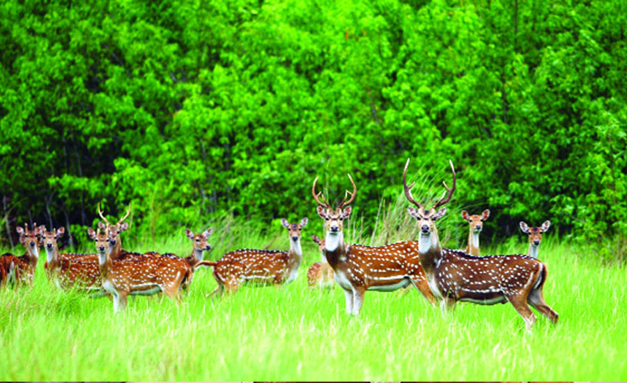 সুন্দরবনে বেপরোয়া শিকারি, থামছেই না হরিণ নিধন