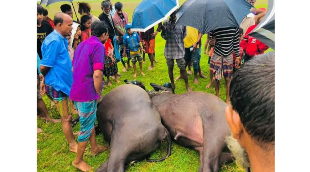 সরাইলে চর-কাকরিয়া গ্রামে বজ্রপাতে দুই মহিষ মৃত্যু