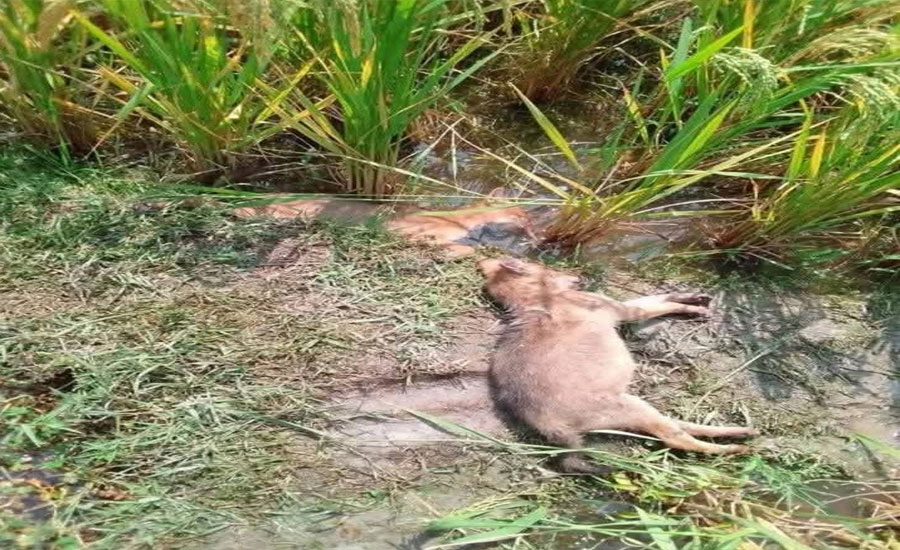 বৈদ্যুতিক ফাঁদ দিয়ে শিয়াল মারতে গিয়ে, শিয়ালের সাথে মারা গেলেন কৃষক  
