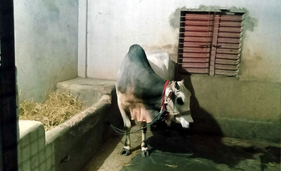 রানীনগরে গত এক সপ্তাহে সাতটি গরু চুরি , এলাকাবাসির মধ্যে আতংক