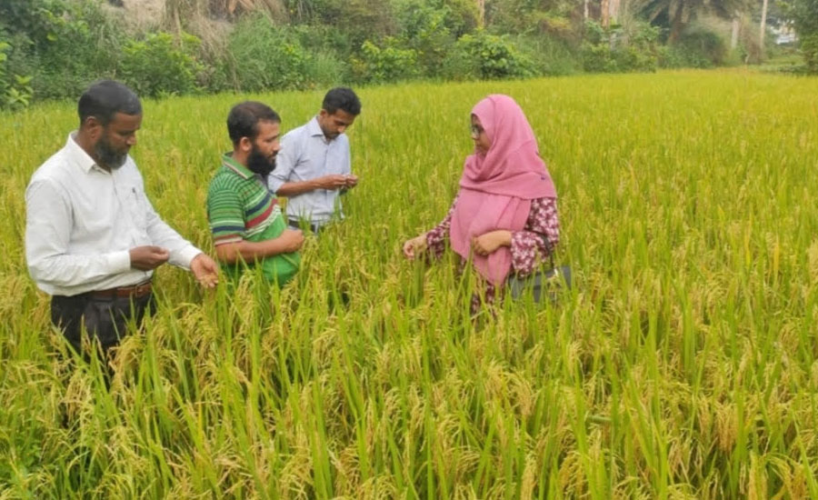শ্রীবরদীতে কৃষি প্রণোদনা বীজে বাম্পার ফলনে কৃষকের মুখে হাসি 