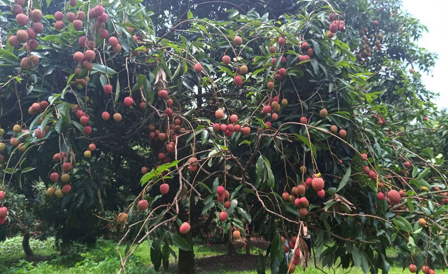 কিশোরগঞ্জের  মঙ্গলবাড়িয়ায় রোমান্টিক সুপার ফুড ফল  লিচুর কাব্য কথা  