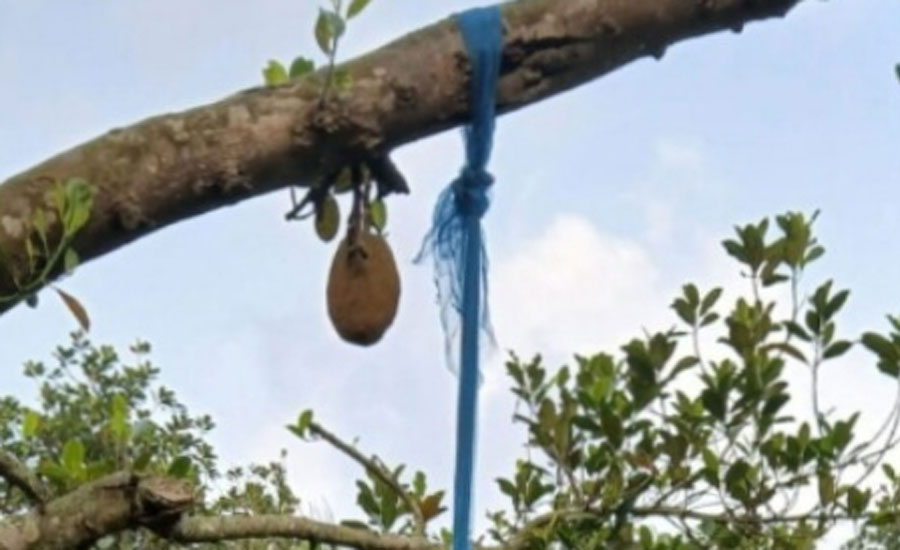 কাঠাল গাছ থেকে ব্যর্থ প্রেমিকের মরদেহ উদ্বার