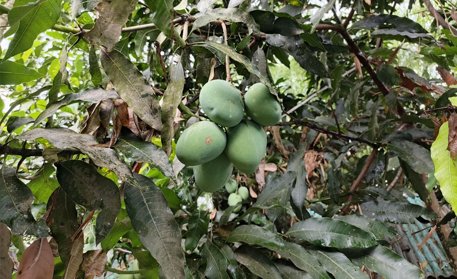 ঝিনাইগাতীতে বাড়ছে দেশী আমের ফলন,লাভবান হবার আশা বাগান মালিকদের
