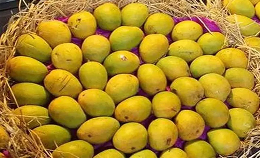 বড় চালান, বড় ধাক্কা : যুক্তরাষ্ট্রে ঢুকল না ভারতের আম