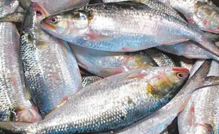 ইলিশ স্বাদে ভালো মেঘনা নাকি তেঁতুলিয়ার, কী বলছে গবেষণা