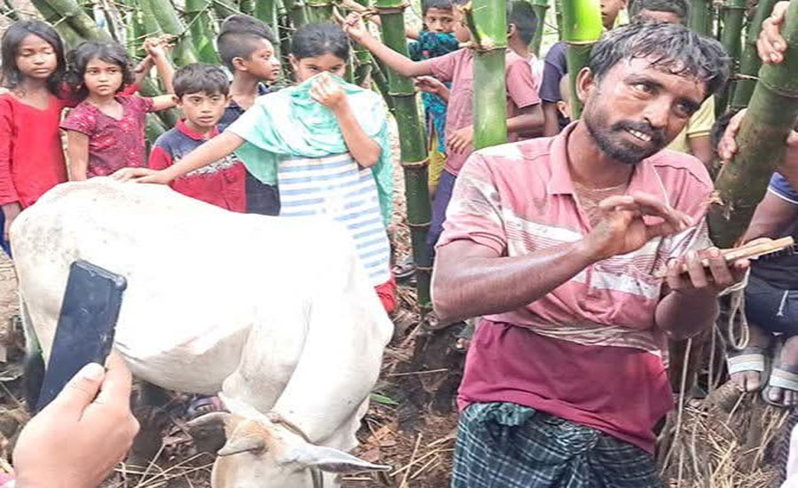 যশোরের চুড়ামনকাটিতে চুরি হওয়া গরু উদ্ধার চোর শনাক্ত 