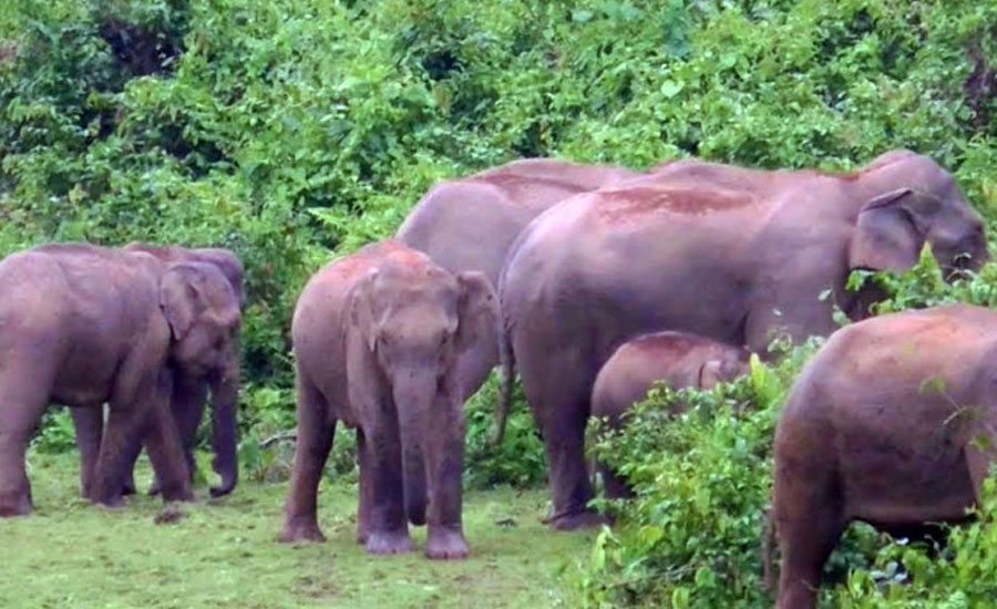 ঝিনাইগাতীতে  বন্য হাতির আক্রমণে দুইজন নিহত