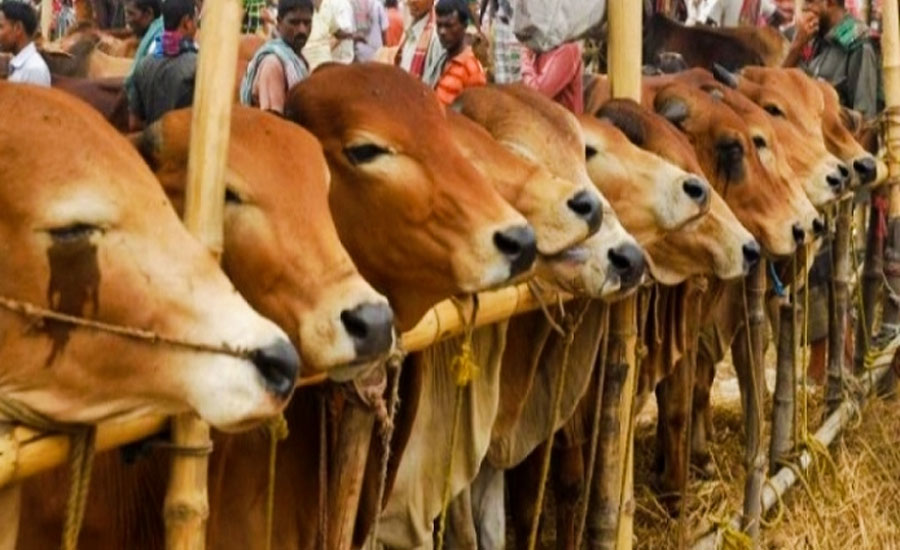 বরিশালে ঈদুল আজহা সামনে রেখে জমে উঠেছে অনলাইন পশুর হাট