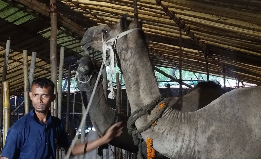 কর্ণফুলীর মইজ্জ‍্যারটেক গরু বাজারে এবারের বিশেষ আকর্ষণ