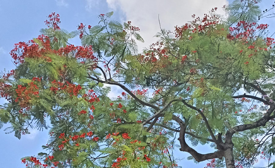 প্রকৃতি কন্যার গ্রীষ্মকালীন রূপ: বাকৃবির মনোমুগ্ধকর ক্যাম্পাস
