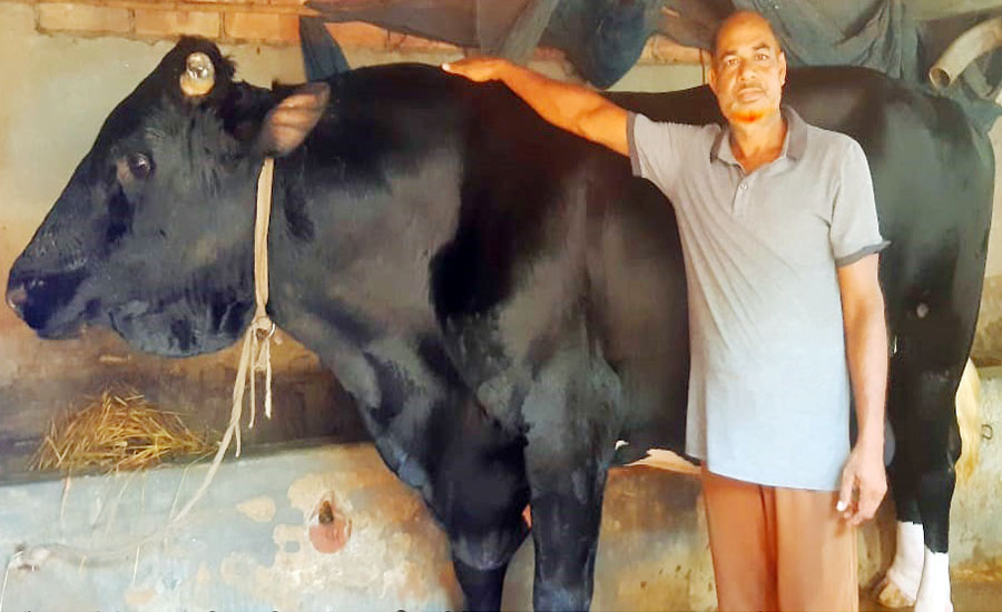 আত্রাইয়ে কৃষকের ঘরে ৩৬মনের ষাঁড় ॥ কাঙ্খিত দর পাওয়া নিয়ে শংকা!