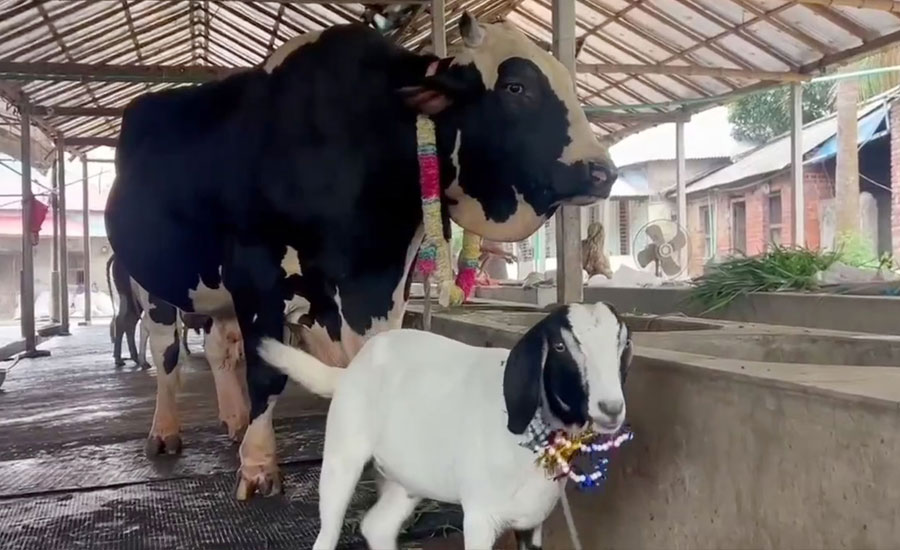 সান্ডা কিনলে পান্ডা ফ্রি!