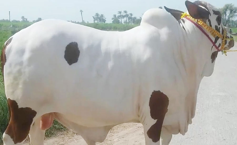 কোন শ্রেণির মানুষকে শরিকে রাখলে কোরবানি হবে না