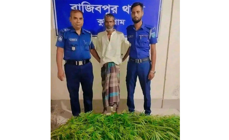 কুড়িগ্রামের রাজীবপুরে পৃথক ২টি অভিযানে গাঁজাগাছ ও জুয়ার সরঞ্জামসহ ৩জন গ্রেপ্তার
