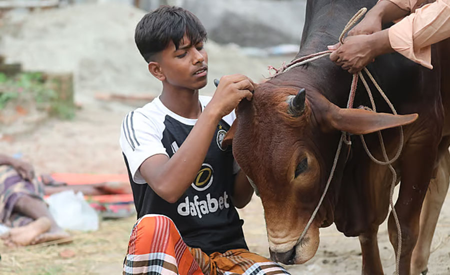 বাবার লাশ দাফন করেই আরিফুলকে কোরবানির পশুর হাটে আসতে হলো কেন