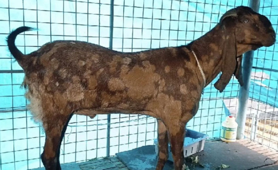 ছাগলকাণ্ডের ছাগলটি এখনও আছে, বিলানো হতে পারে দরিদ্রদের মাঝে