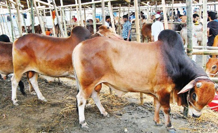 এবার ঈদে কোরবানি হয়েছে ৯১ লাখের বেশি পশু