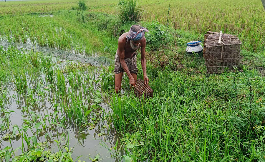 চলনবিলে বর্ষার নতুন পানিতে মাছ শিকার