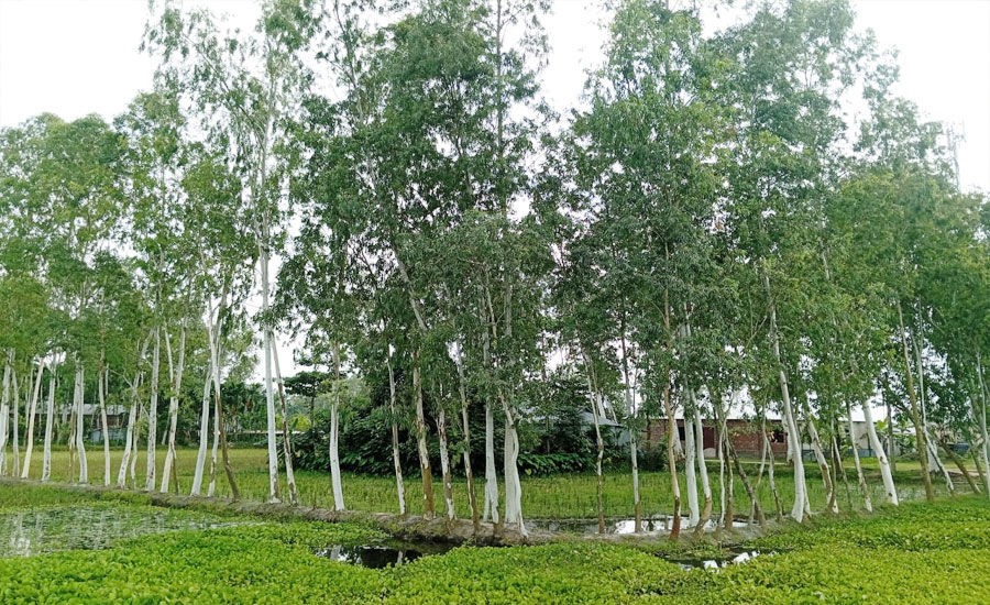 ক্ষতিকর ইউক্যালিপ্টাসে সয়লাব ভূরুঙ্গামারী: হুমকিতে পরিবেশ