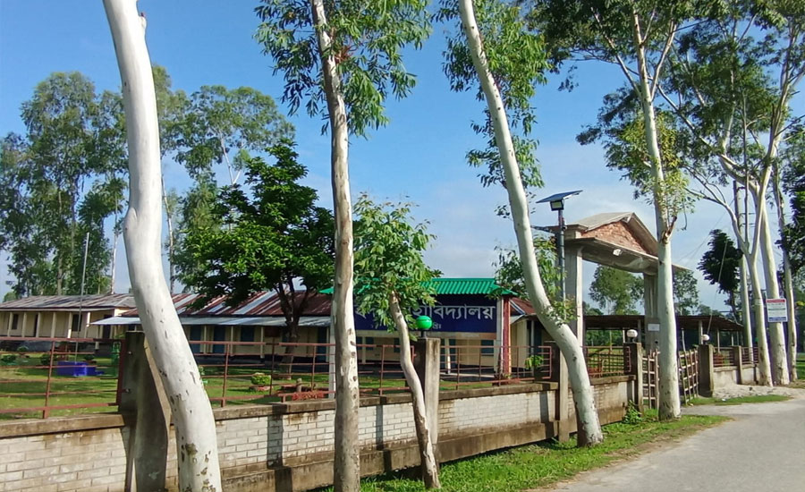 ক্ষতিকর ইউক্যালিপ্টাসে সয়লাব ভূরুঙ্গামারী: হুমকিতে পরিবেশ