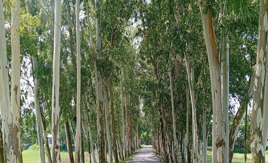 ক্ষতিকর ইউক্যালিপ্টাসে সয়লাব ভূরুঙ্গামারী: হুমকিতে পরিবেশ