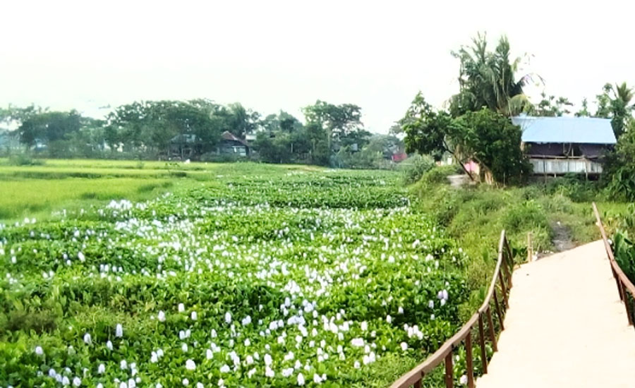 বরিশালের সাতলার প্রতিটি মাছের ঘেরে দ্বন্দ্ব সংঘর্ষের আতংকে নিরিহ সাধারণ মানুষ