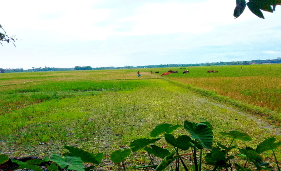 বরিশালের সাতলার প্রতিটি মাছের ঘেরে দ্বন্দ্ব সংঘর্ষের আতংকে নিরিহ সাধারণ মানুষ