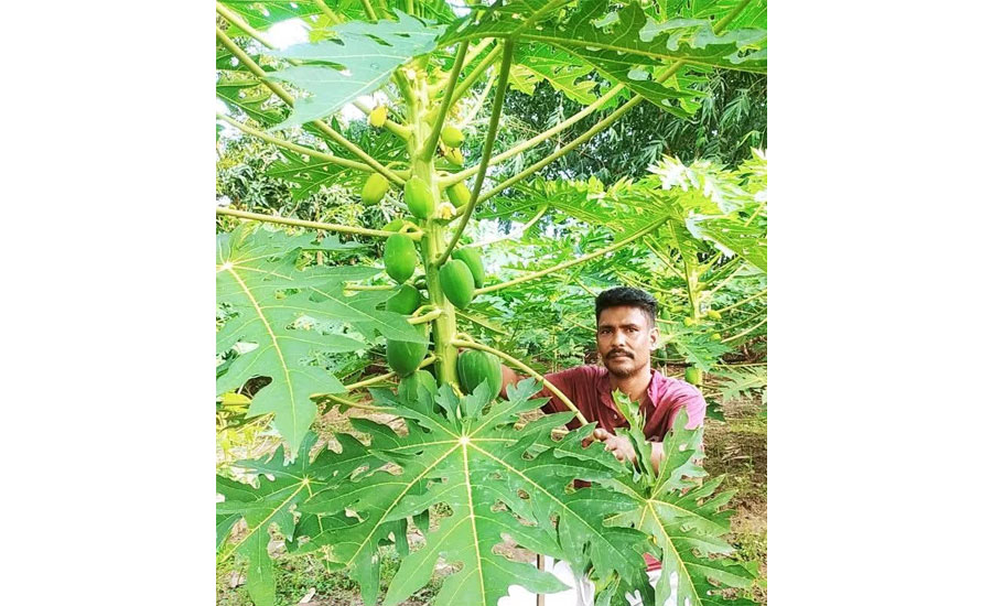 তাড়াশে পরিত্যক্ত জমিতে পেঁপে চাষ করে সফলতা দেখিয়েছেন কৃষক পাপ্পু