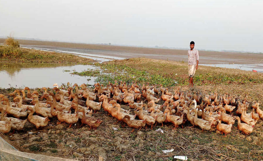 চলনবিলে রাস্তার দুই পাশে গড়ে উঠেছে ভাসমান হাঁসের খামার