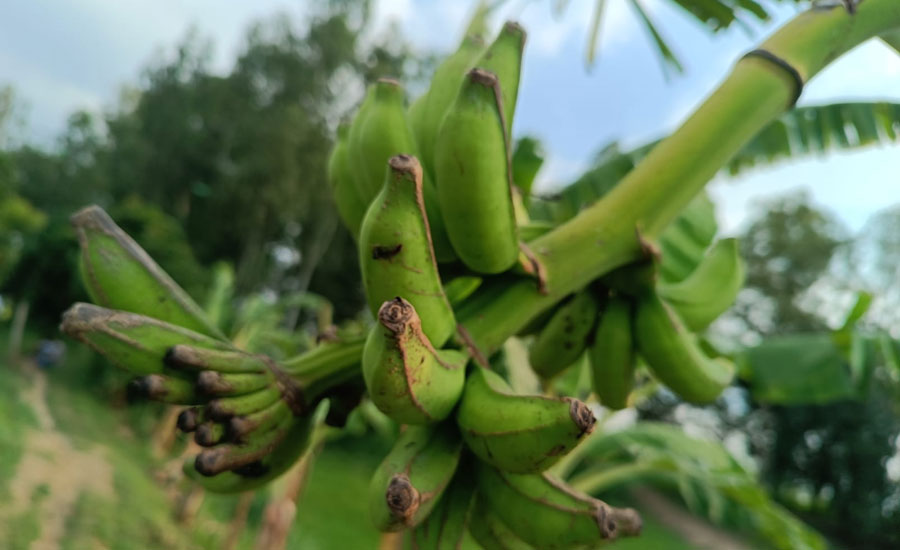 তাড়াশে পুকুর পাড়ে বাড়ছে কলা চাষ