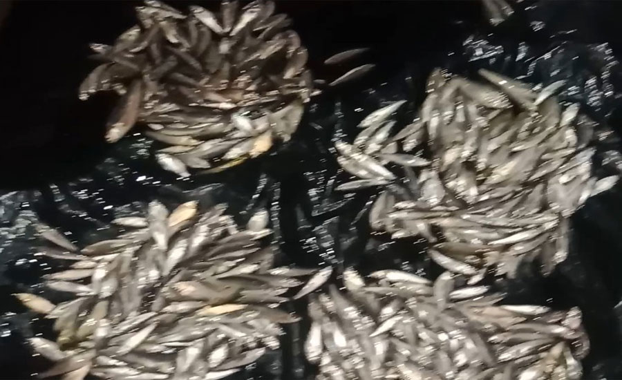 ব্রহ্মপুত্র নদে বিভিন্ন প্রজাতির মাছের রেণু পোনা রক্ষায় প্রশাসনের হস্তক্ষেপ কামনা 