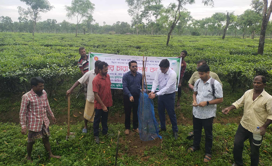 মাধবপুরে বজ্রপাতে ক্ষয়ক্ষতি কমাতে তাল গাছ রোপণ