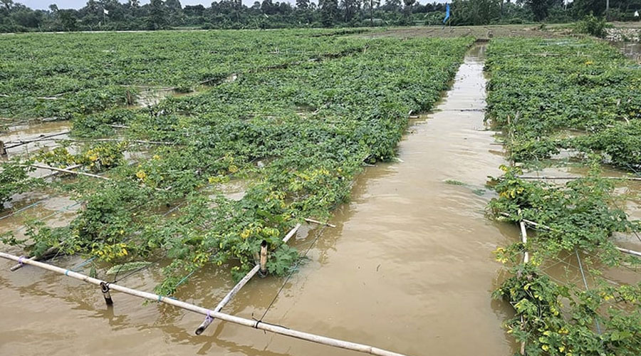 টানা বৃষ্টিতে ২১ জেলায় ডুবেছে ৭২ হাজার হেক্টরের বেশি ফসলি জমি