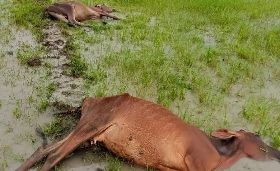 গলাচিপায় বজ্রপাতে দু'টি গরু নিহত! 