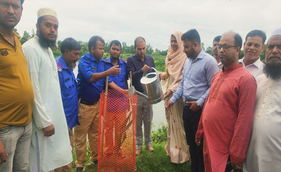 নাসিরনগরে বজ্রপাত রোধে রাস্তার পাশে তালের চারা রোপন 