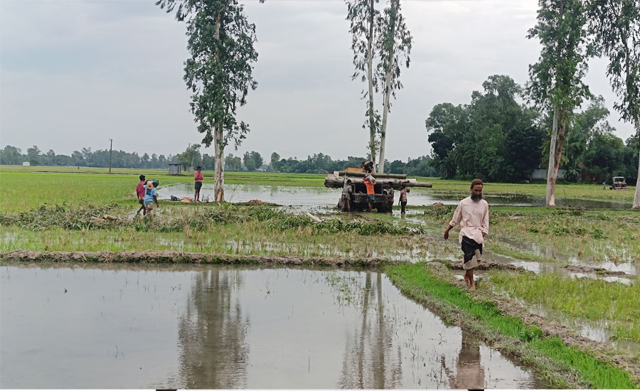 তাড়াশে সরকারি খাস জমির গাছ কাটার অভিযোগ সাঈদুর হাজীর বিরুদ্ধে
