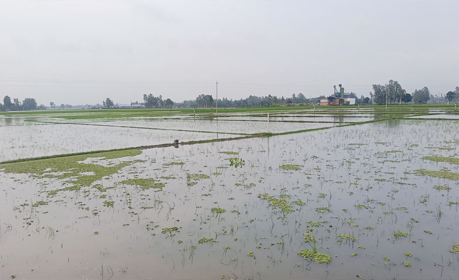 তাড়াশে ২৪ ঘণ্টায় সর্বাধিক ভারি বৃষ্টিপাতে তলিয়ে গেছে ফসলের বিস্তৃর্ণ মাঠ