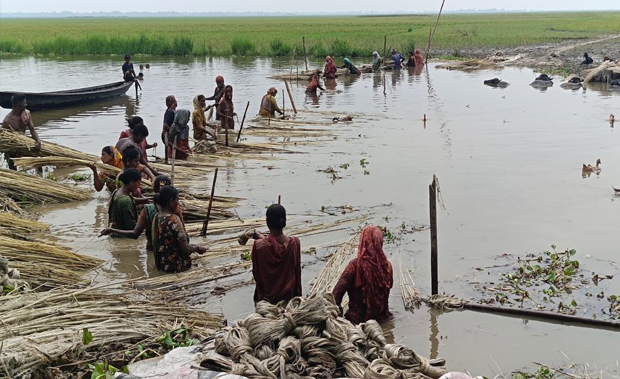 তাড়াশে সোনালী আঁশ ছাড়াতে ব্যস্ত কৃষক
