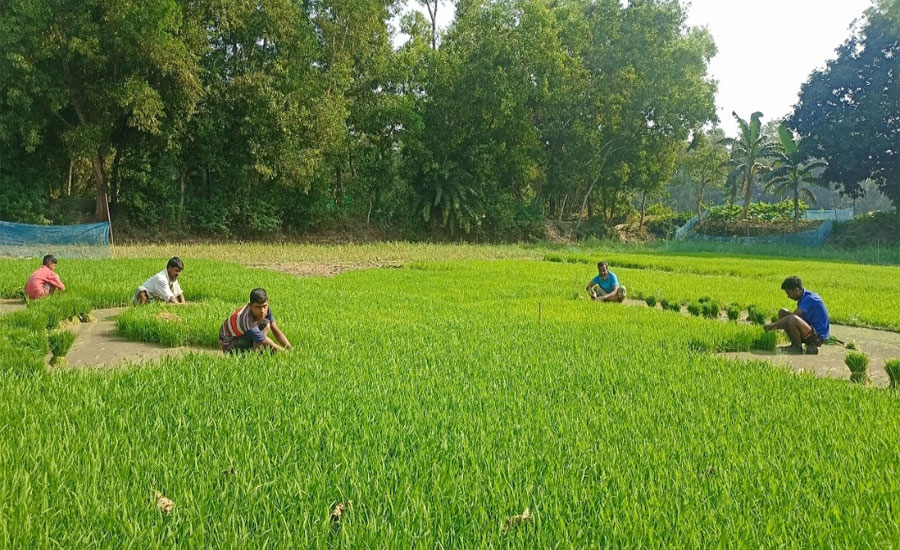 রোপা আমন রোপণের প্রস্তুতি নিতে তাড়াশে  মাঠে ব্যস্ত কৃষক