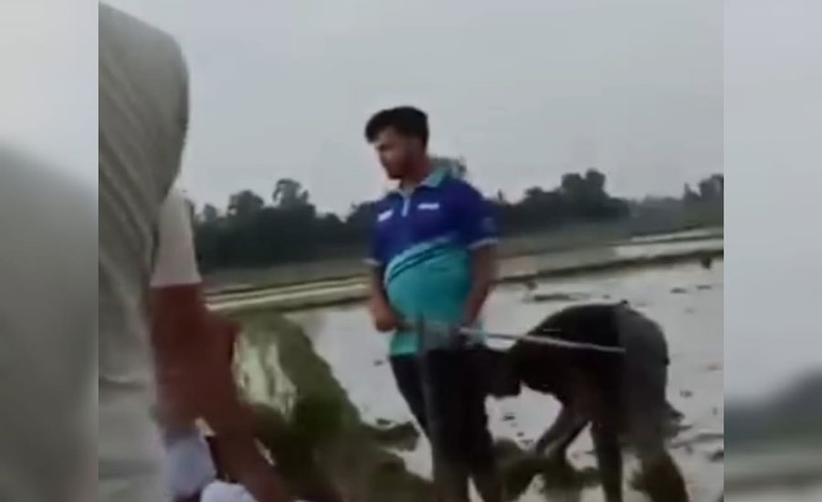 তাড়াশে বিএনপি’র নেতার  জমি দখল, ভিডিও ভাইরাল