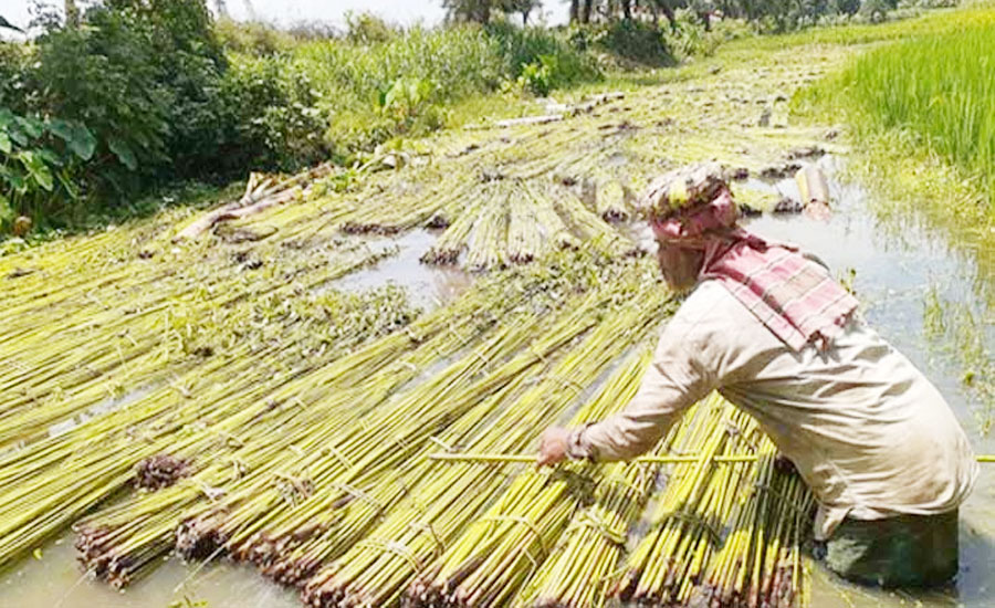 পর্যাপ্ত পানির অভাবে পাট জাগ দিতে পারছেন না কৃষক